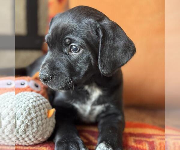 Medium Photo #4 Labrador Retriever-Unknown Mix Puppy For Sale in San Diego, CA, USA