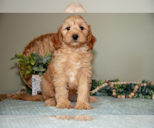 Medium Goldendoodle (Miniature)