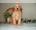 Puppy Saria Goldendoodle (Miniature)