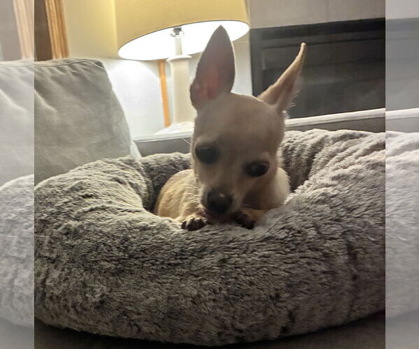 Medium Photo #3 Chihuahua-Unknown Mix Puppy For Sale in Brooklyn Center, MN, USA