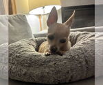 Small #2 Chihuahua Mix