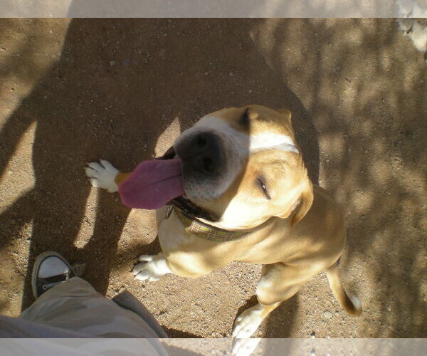 Medium Photo #12 American Pit Bull Terrier-Bull Terrier Mix Puppy For Sale in Oro Valley, AZ, USA