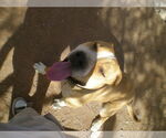 Small #11 American Pit Bull Terrier-Bull Terrier Mix