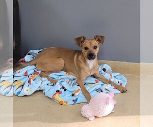 Miniature Pinscher-Unknown Mix Dogs for adoption in FAIRLAWN, OH, USA