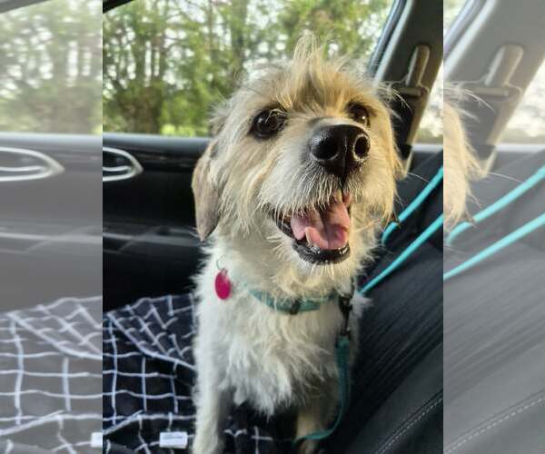 Medium Photo #6 Mutt Puppy For Sale in Arlington, VA, USA