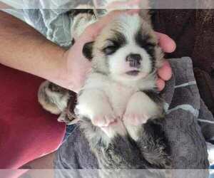 Pembroke Welsh Corgi Puppy for sale in STRASBURG, CO, USA