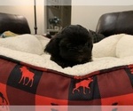 Small Photo #18 Shih Tzu Puppy For Sale in EDMOND, OK, USA