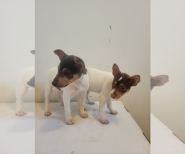 Medium Photo #2 Rat Terrier Puppy For Sale in COLUMBIA, SC, USA