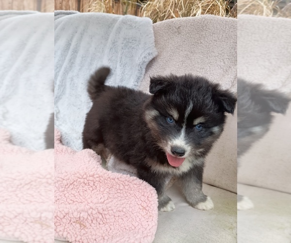 Medium Photo #1 Pomsky Puppy For Sale in ORANGE PARK, FL, USA