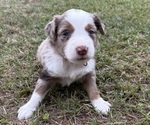 Puppy Pink Collar Miniature Australian Shepherd