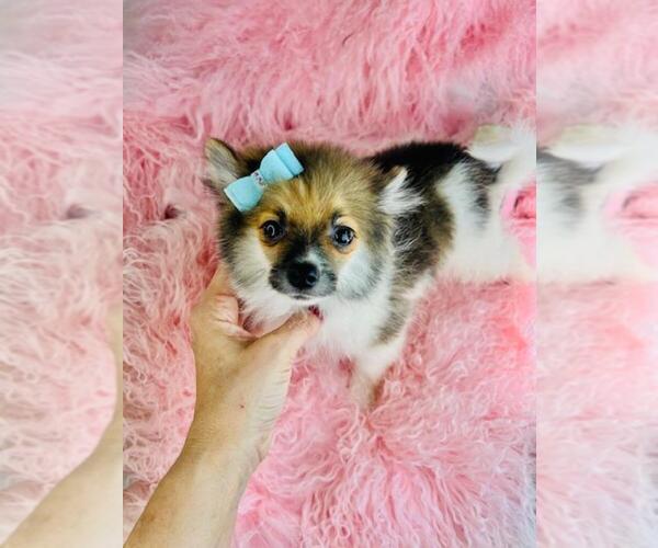 Medium Photo #25 Pomeranian Puppy For Sale in PEMBROKE PINES, FL, USA