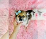 Small Photo #25 Pomeranian Puppy For Sale in PEMBROKE PINES, FL, USA