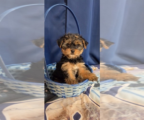 Medium Photo #15 Yorkshire Terrier Puppy For Sale in HUNTSVILLE, AL, USA