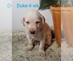 Puppy 1 Labrador Retriever