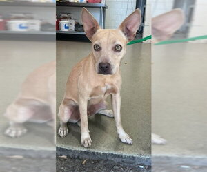 Australian Kelpie-Unknown Mix Dogs for adoption in San Bernardino, CA, USA