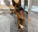 Small #2 German Shepherd Dog Mix