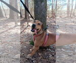 Small #2 Redbone Coonhound-Rhodesian Ridgeback Mix