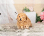 Small Photo #9 Maltipoo Puppy For Sale in WARSAW, IN, USA