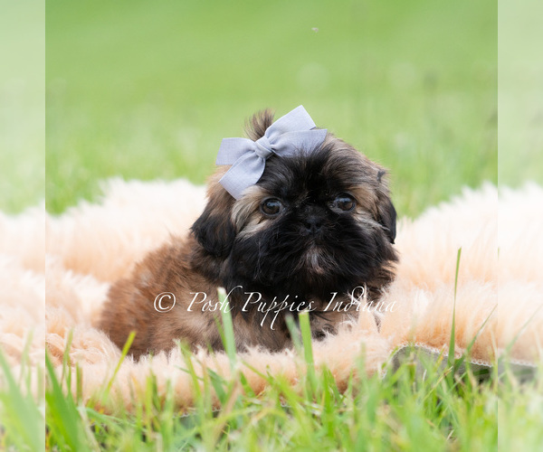 Medium Photo #4 Shih Tzu Puppy For Sale in WARSAW, IN, USA