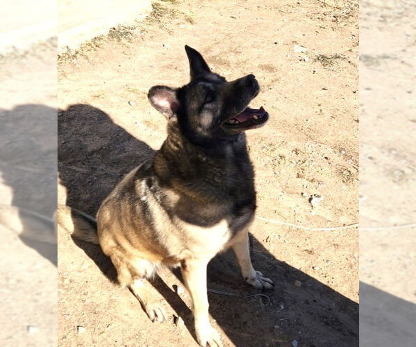 Medium Photo #1 Mutt Puppy For Sale in Amarillo, TX, USA