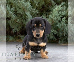 Dachshund Puppy for sale in HONEY BROOK, PA, USA