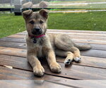 Small #2 German Shepherd Dog