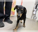 Small Rottweiler Mix