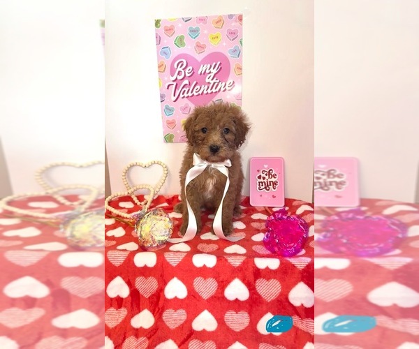 Medium Photo #3 Goldendoodle (Miniature) Puppy For Sale in DUBUQUE, IA, USA