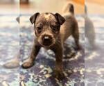 Small #10 Texas Heeler