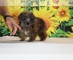 Spirit - Male Poodle (Toy) Puppy for Sale - Photo #10