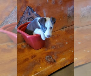 Border Collie Puppy for sale in JUNCTION CITY, OR, USA
