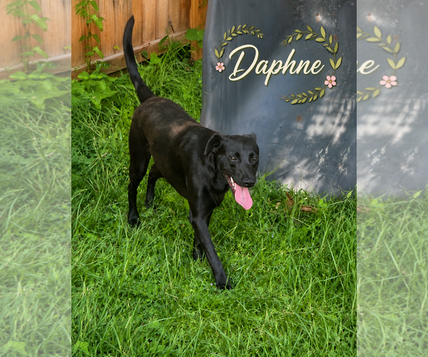 Medium Photo #8 Labrador Retriever-Unknown Mix Puppy For Sale in Valrico, FL, USA