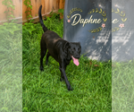 Small #7 Labrador Retriever Mix
