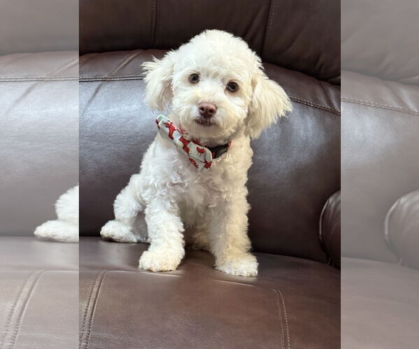 Medium Photo #4 Maltipoo Puppy For Sale in Phoenix, AZ, USA