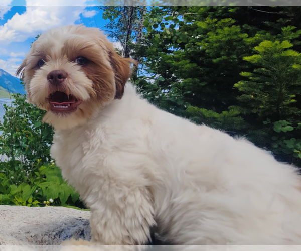 Medium Photo #1 ShihPoo Puppy For Sale in FARMINGTON, AR, USA