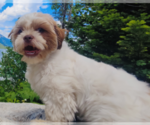 Small Photo #1 ShihPoo Puppy For Sale in FARMINGTON, AR, USA