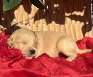 Golden Retriever Puppy for Sale in STRATHMORE, California USA