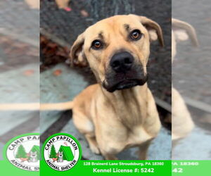 Toby - Male Mutt Dog for Adoption - Photo #2