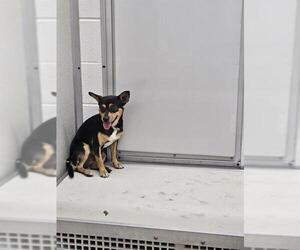 Chipin Dogs for adoption in Temple, TX, USA