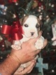 Small Photo #6 American Bulldog Puppy For Sale in BERYL, AR, USA