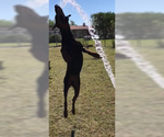Small Photo #4 Doberman Pinscher Puppy For Sale in CALDWELL, TX, USA