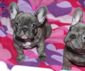 French Bulldog Puppy for Sale in SAN ANTONIO, Texas USA