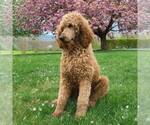 Small Photo #1 Labradoodle Puppy For Sale in NEW ENTERPRISE, PA, USA