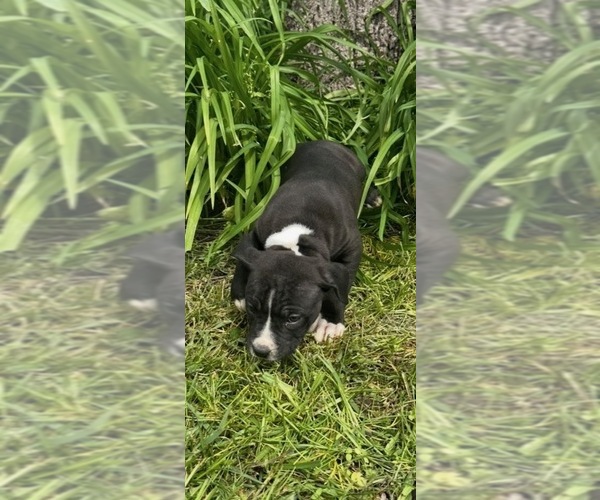 Medium Photo #2 American Staffordshire Terrier-Rhodesian Ridgeback Mix Puppy For Sale in BETHALTO, IL, USA
