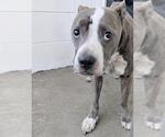 Small #1 Mutt