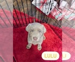 Puppy Lulu Labrador Retriever