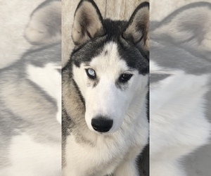 Medium Siberian Husky