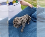 Small Photo #7 Great Dane Puppy For Sale in FARMERSVILLE, TX, USA
