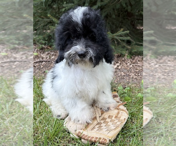 Medium Photo #1 Havapoo Puppy For Sale in MIDDLEBURY, IN, USA