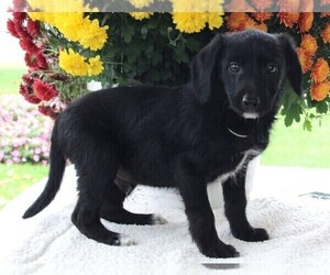 Poodle (Standard)-Rat Terrier Mix Puppy for sale in FREDERICKSBURG, OH, USA